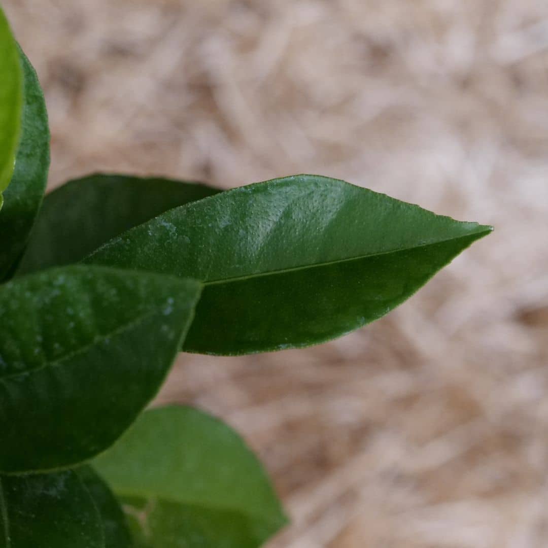 BABY PLANT Bigaradier Citrus aurantium agrume rare à cultiver monde vegetal
