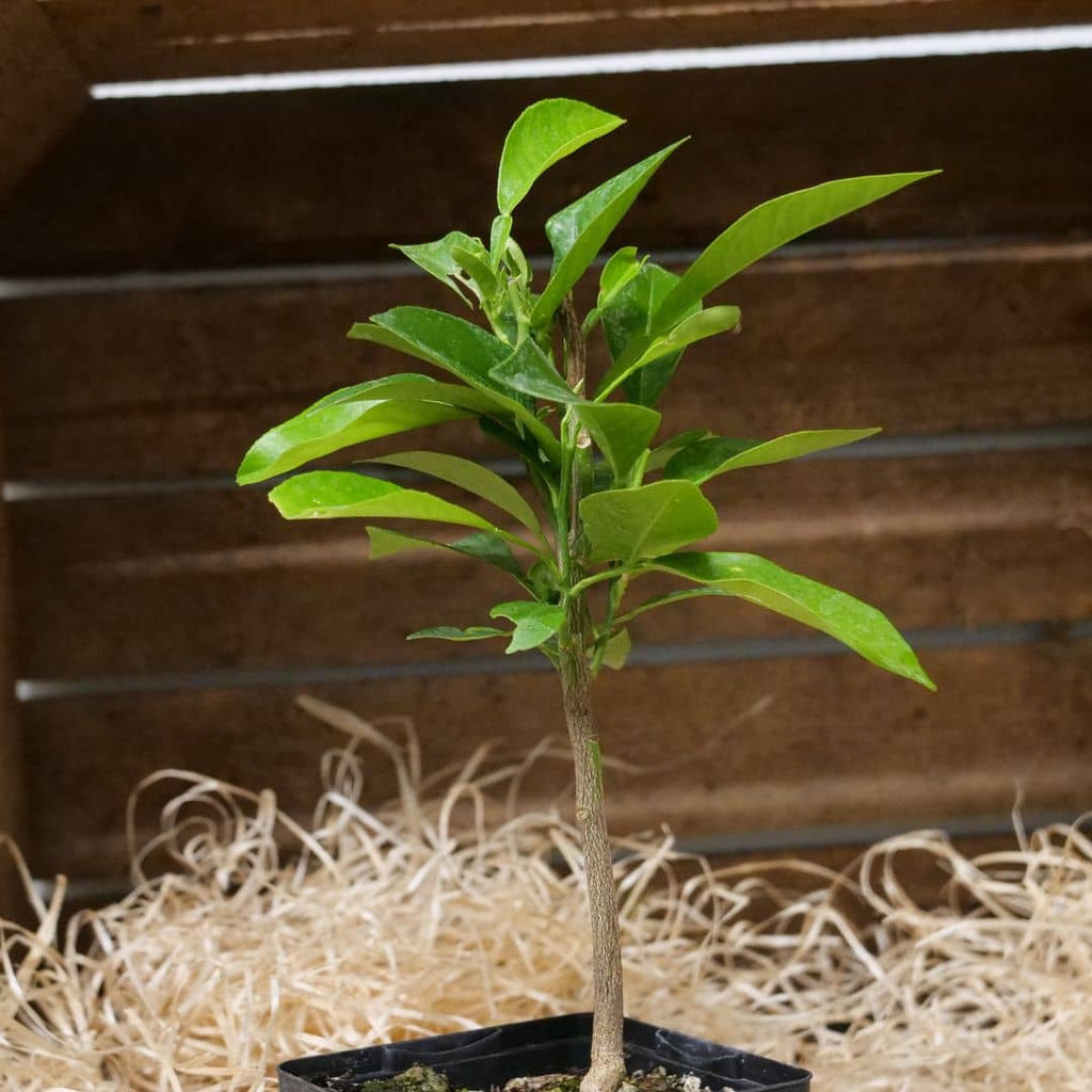 BABY PLANT Bigaradier Citrus aurantium agrume rare à cultiver monde vegetal plantes aromatiques rares à cultiver