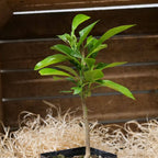 BABY PLANT Bigaradier Citrus aurantium agrume rare à cultiver monde vegetal plantes aromatiques rares à cultiver