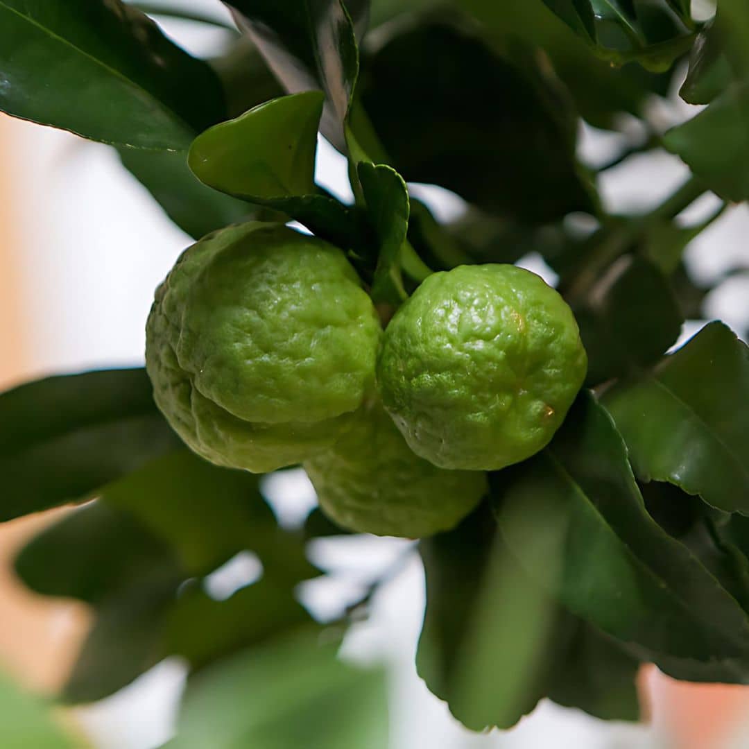 Pianta Di Citrus Hystrix (Combava) In Vaso 13cm - Pianta Aromatica Per Cucina E Giardino - Foto 14