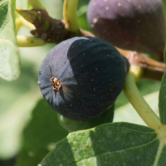 BABY PLANT Figuier commun Ficus carica  monde végétal