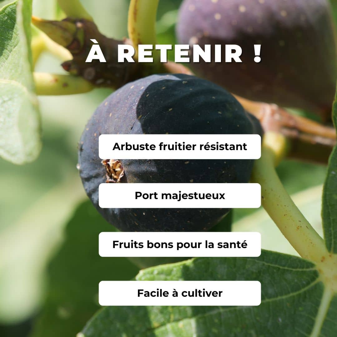 BABY PLANT Figuier commun Ficus carica  monde végétal comment planter et cultiver le figuier