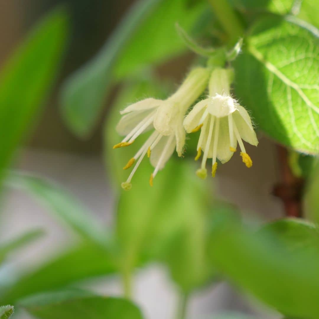 BABY PLANT  Myrtille de Sibérie Lonicera kamtschatica petit fruits à planter pour un jardin potager