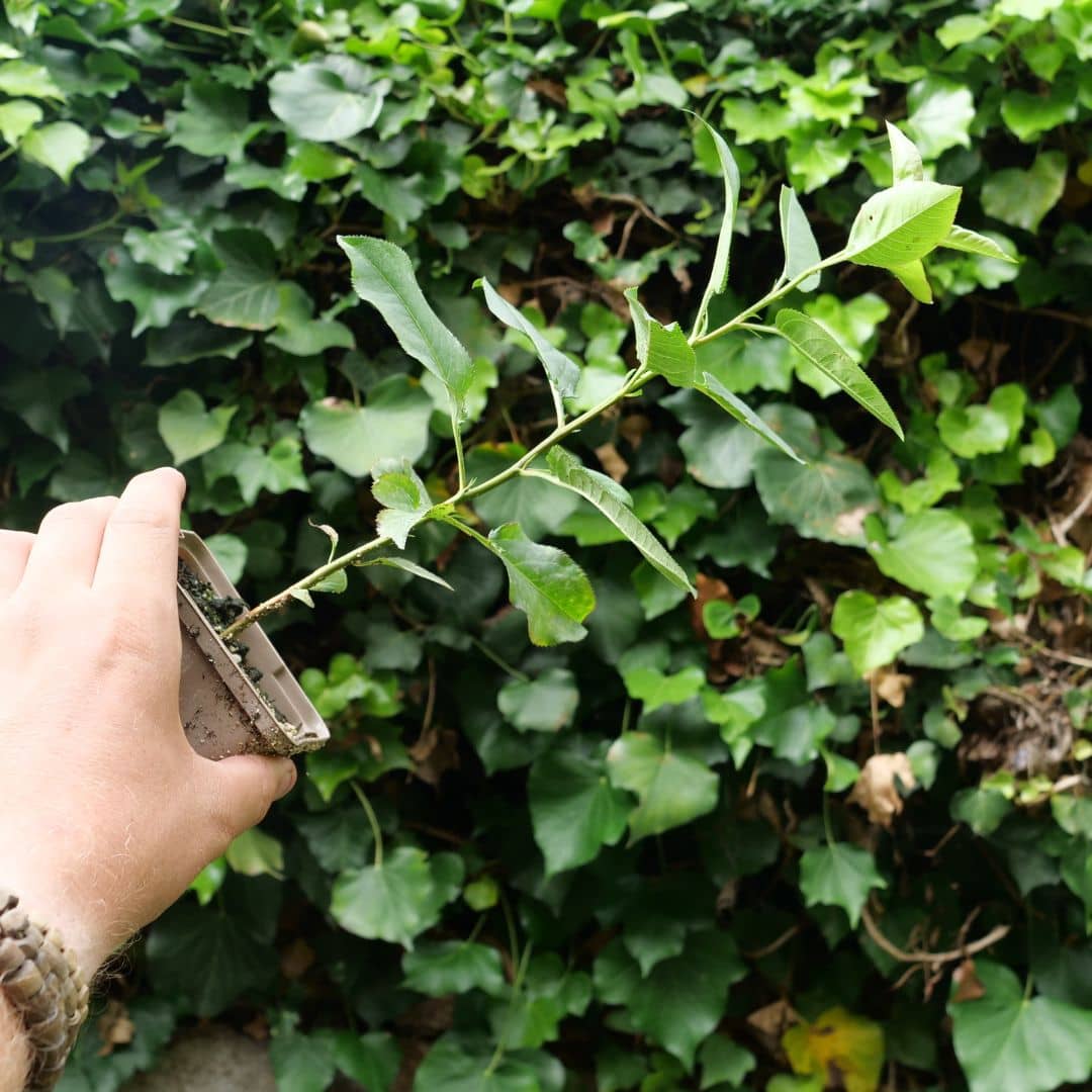 BABY PLANT Nashi Pyrus  pyrifolia arbuste fruitier rare vendu avec tous les conseils de culture de la plantation à la récolte monde vegetal