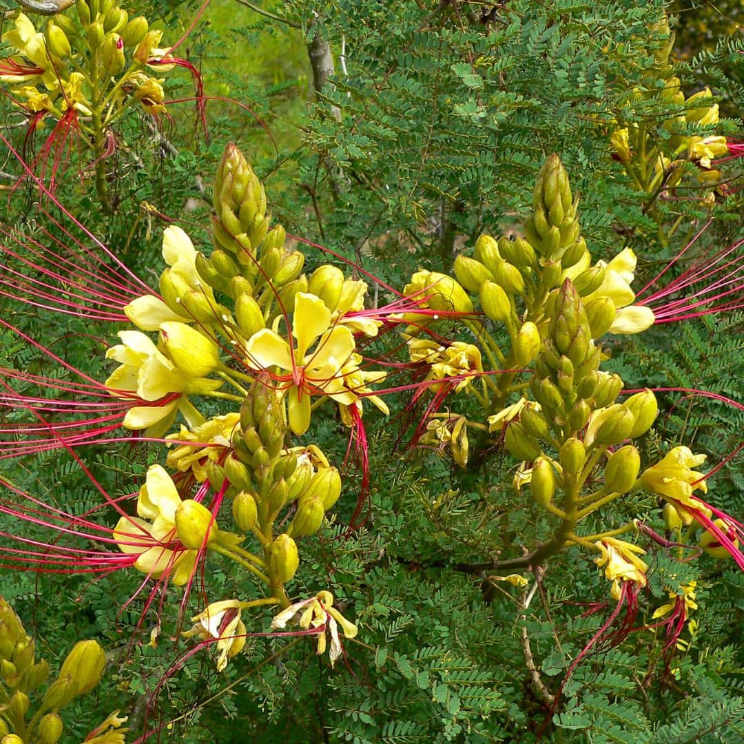 BABY PLANT Petit Flamboyant Jaune Caesalpinia gilliesii