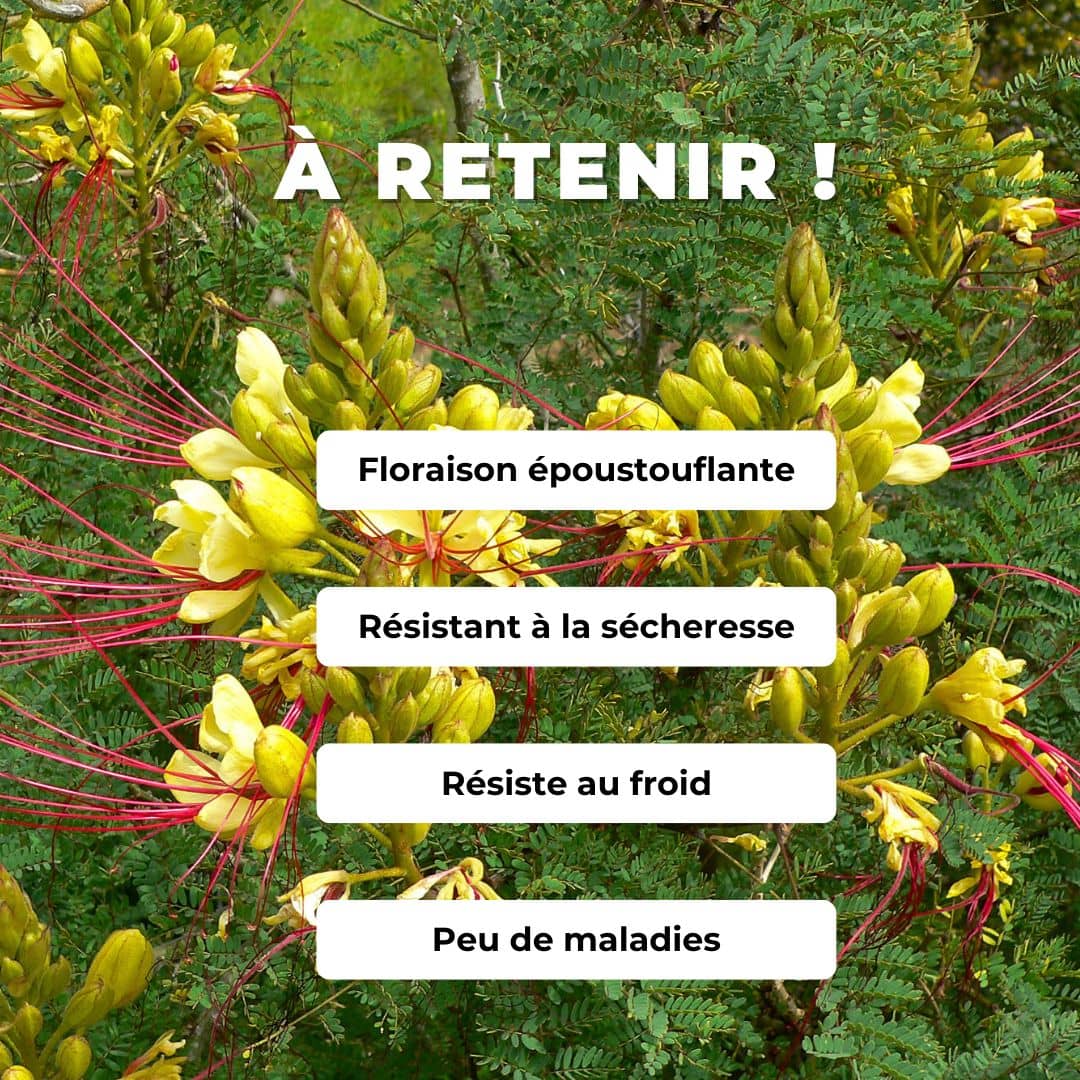 BABY PLANT Petit Flamboyant Jaune Caesalpinia gilliesii comment planter et cultiver monde vegetal
