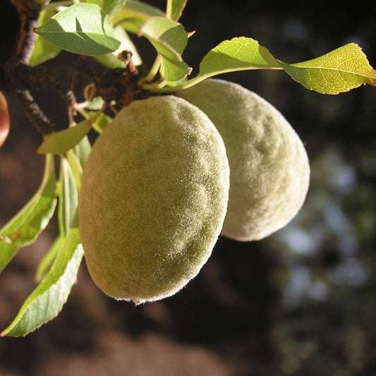 BABY PLANT d_Amandier prunus dulcis arbres fruitiers monde vegetal