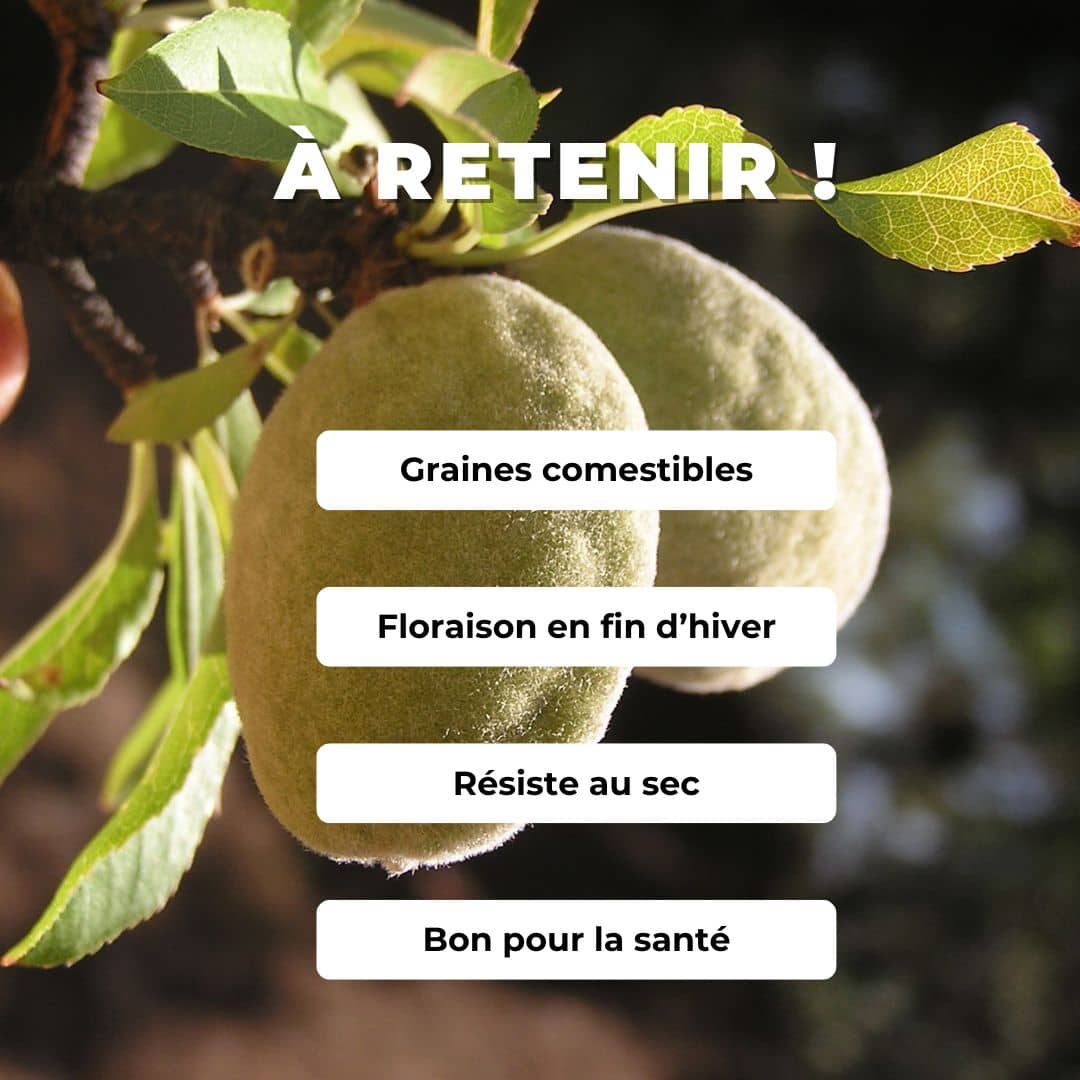 BABY PLANT d'Amandier prunus dulcis comment planter et cultiver
