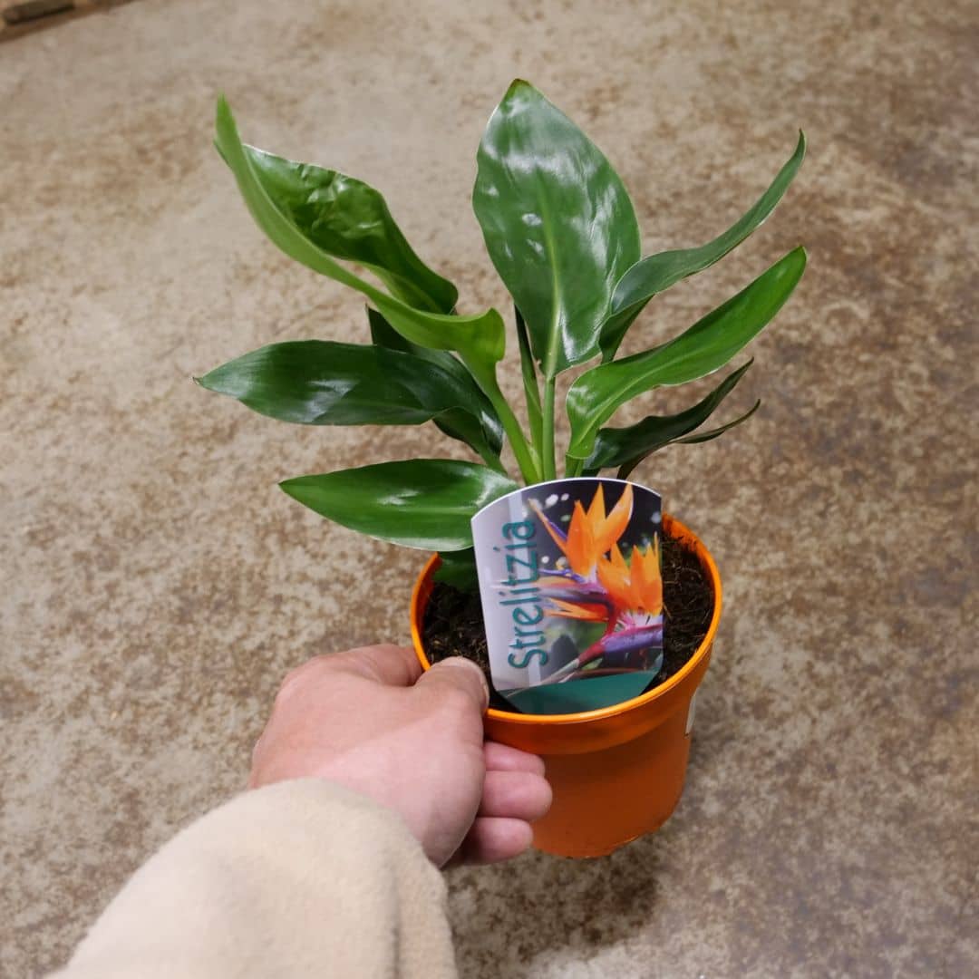 BABY PLANT d'oiseau de paradis strelitzia reginae en petit pot à cultiver à la maison
