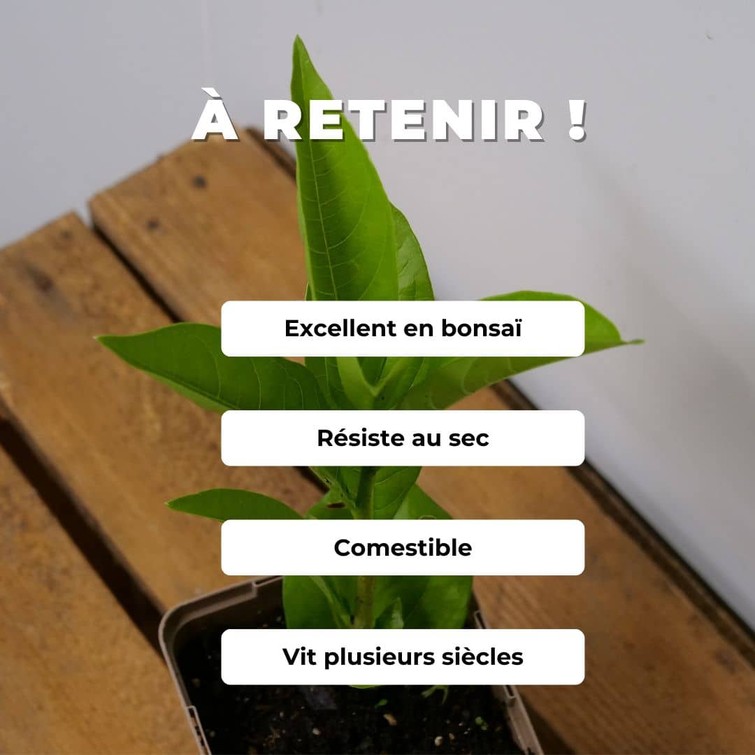 BABY PLANT de Baobab Africain de monde végétal comment cultiver