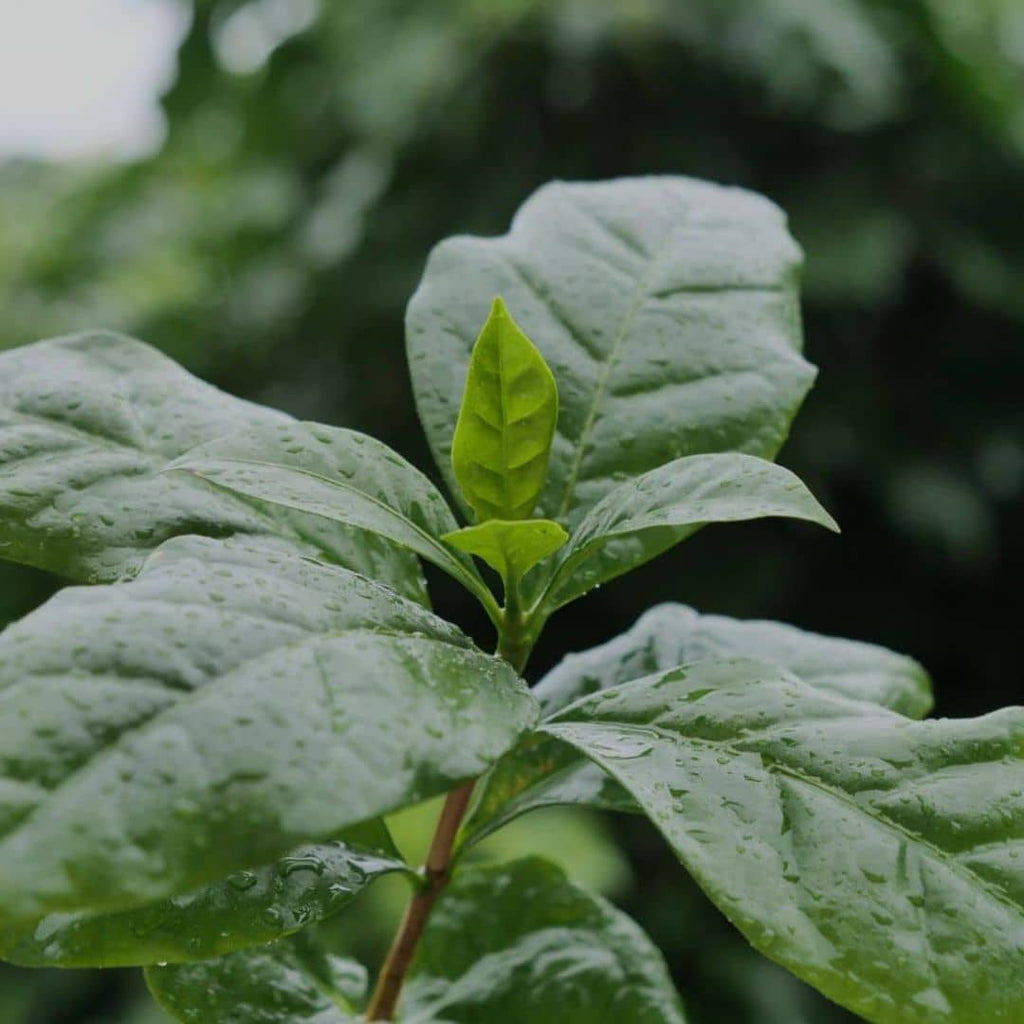 BABY PLANT - Café Nain (Coffea arabica 'Nana')