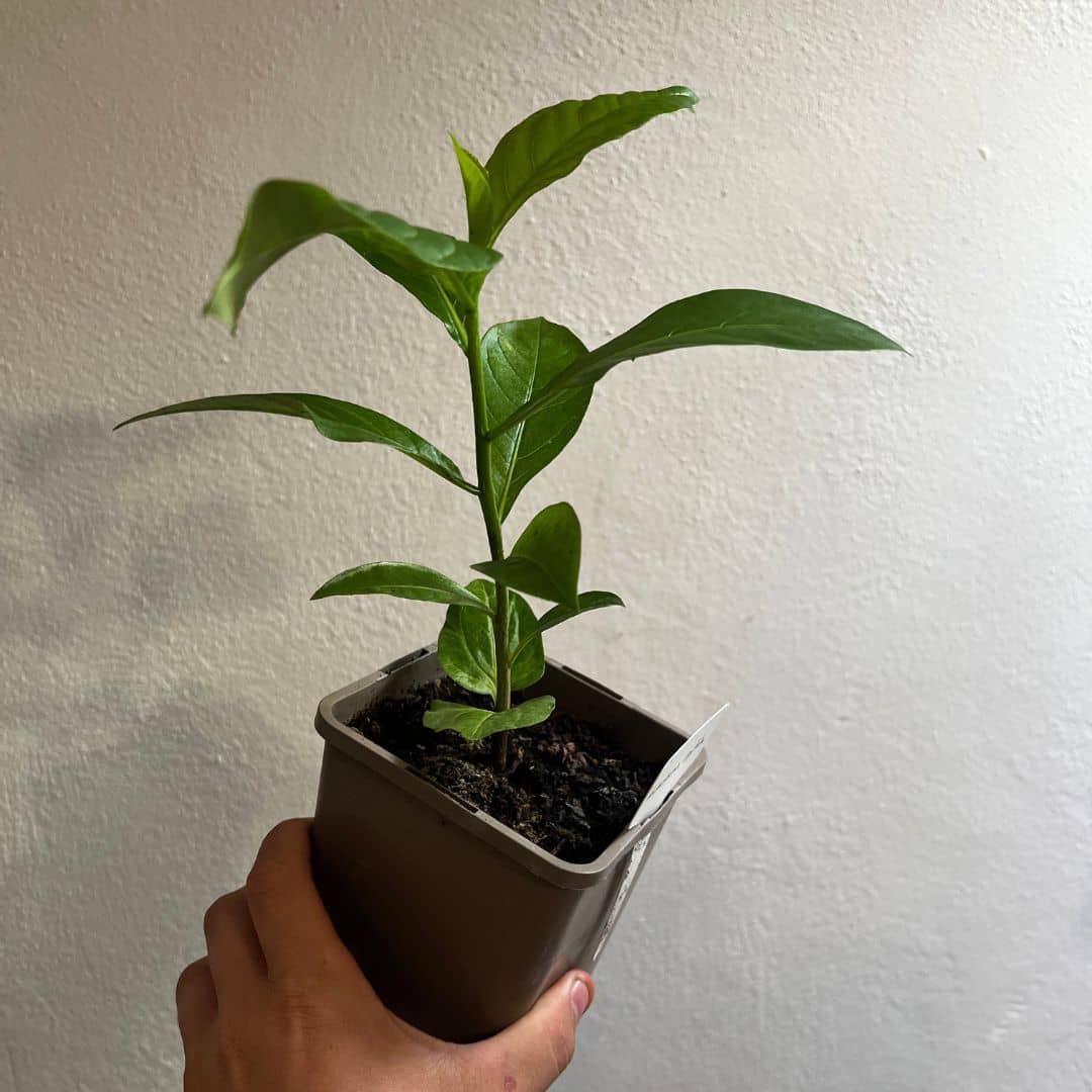 BABY PLANT de baobab africain adansonia digitata comment le cultiver avec monde vegetal