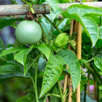 BABY PLANT fruit de la passion passiflora edulis à cultiver monde vegetal comment planter et récolter