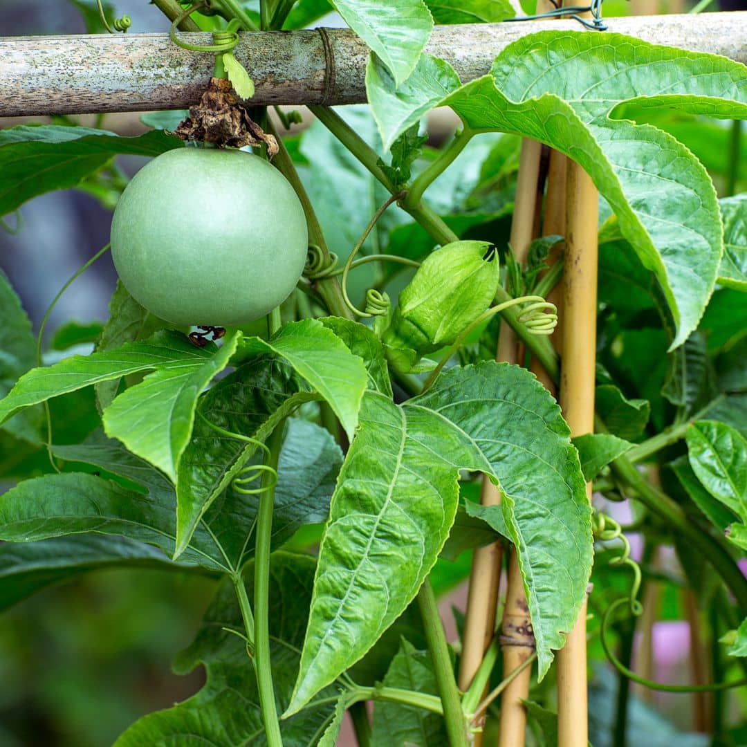 BABY PLANT fruit de la passion passiflora edulis à cultiver monde vegetal comment planter et récolter