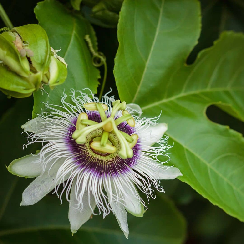 BABY PLANT fruit de la passion passiflora edulis à cultiver monde vegetal comment planter et récolter plantes rares tropicales