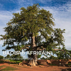 Grainebox — Les Merveilles d’Afrique