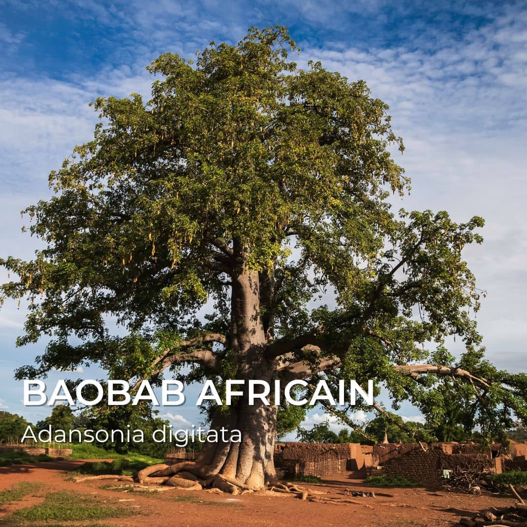 Grainebox — Les Merveilles d’Afrique