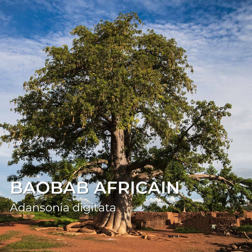 Grainebox — Les Merveilles d’Afrique
