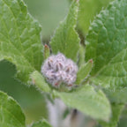 BORAGO OFFICINALIS bourgeons floraux plante mellifère à planter