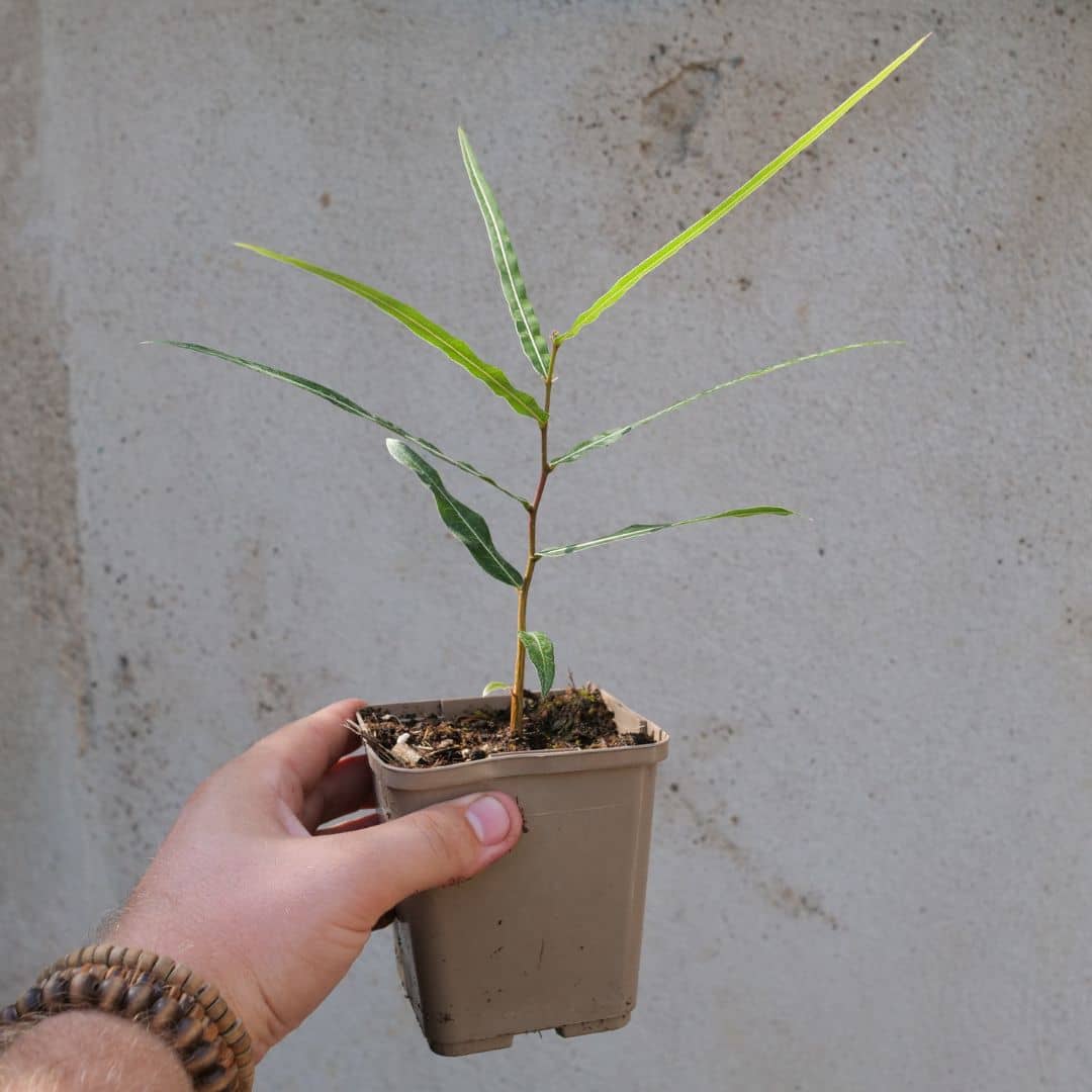 Baby plant de brachychiton rupestris arbre bouteille australien à cultiver avec monde vegetal