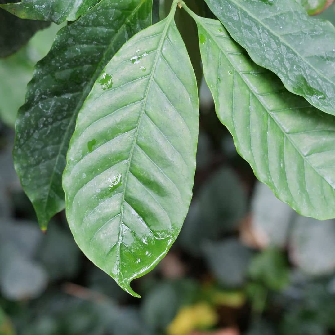 Baby plant de café nain feuillage avec nervures bien vertes