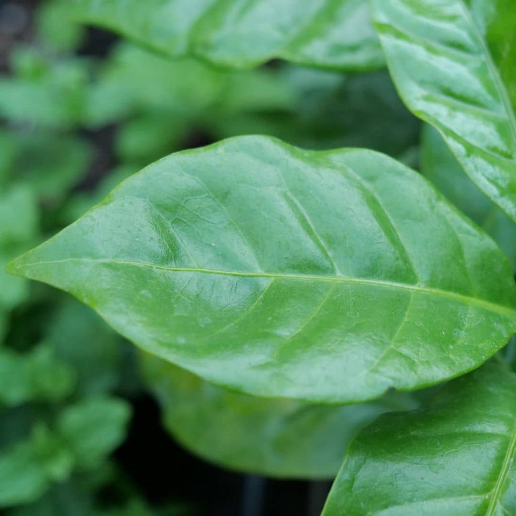 Baby plant de café nain feuillage avec nervures bien vertes