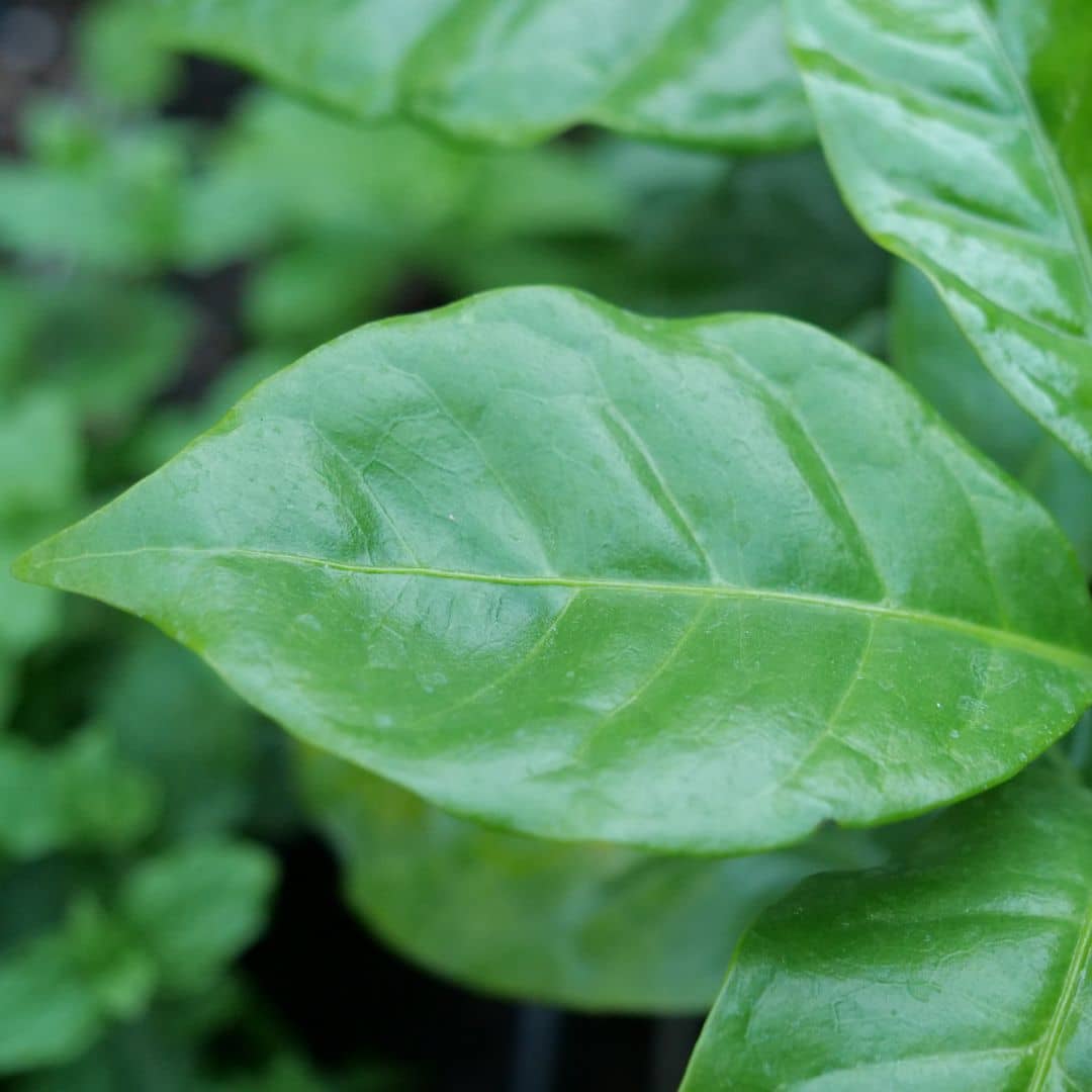 Baby plant de café nain feuillage avec nervures bien vertes