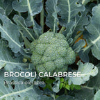 Brocoli calabrese Brassica oleracea grainebox ma boîte à choux de monde végétal
