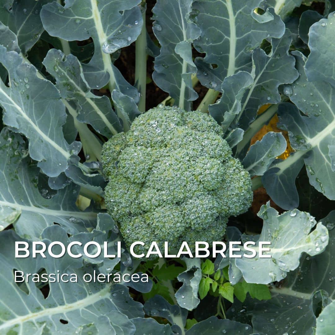 Brocoli calabrese Brassica oleracea grainebox ma boîte à choux de monde végétal