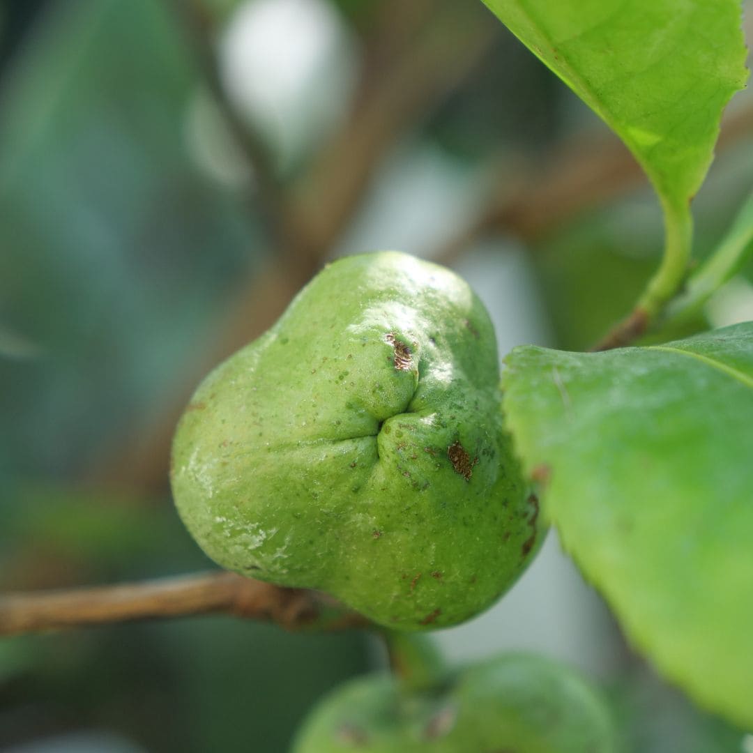 CAMELIA SINENSIS zoom sur les fruits du théier