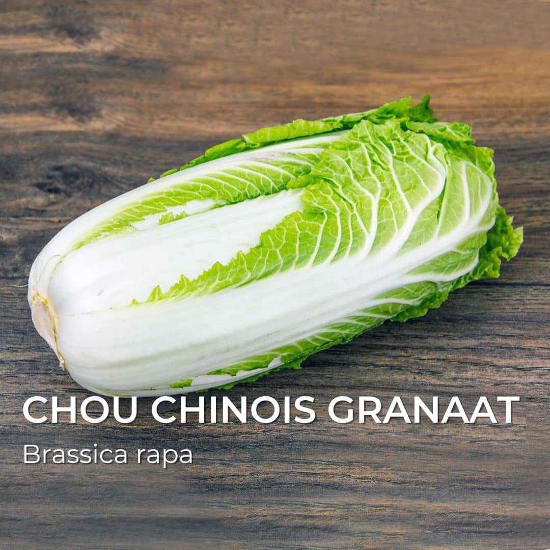 Chou chinois granaat Brassica rapa grainebox choux de collection monde vegetal