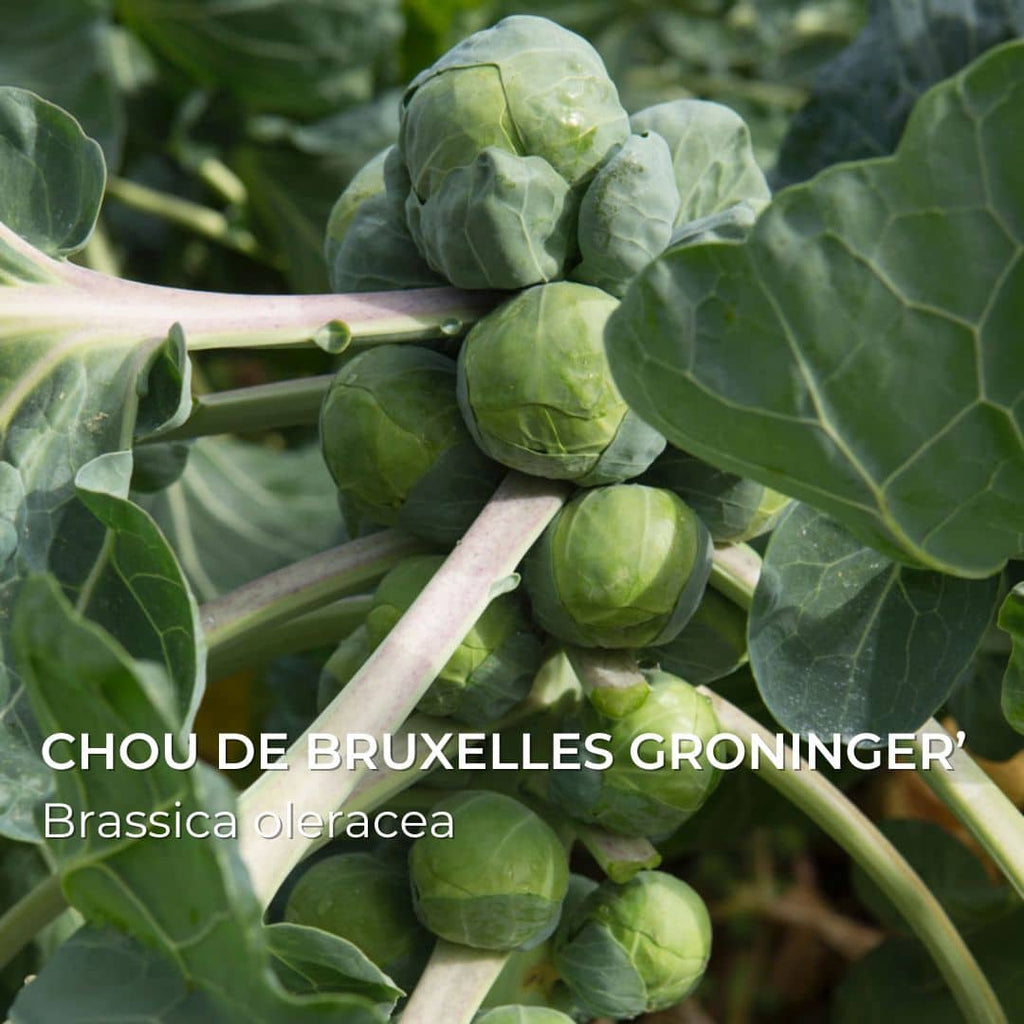 Chou de bruxelles Groninger’ Brassica oleracea à semer et cultiver dans les coffrets de semences à collection monde vegetal