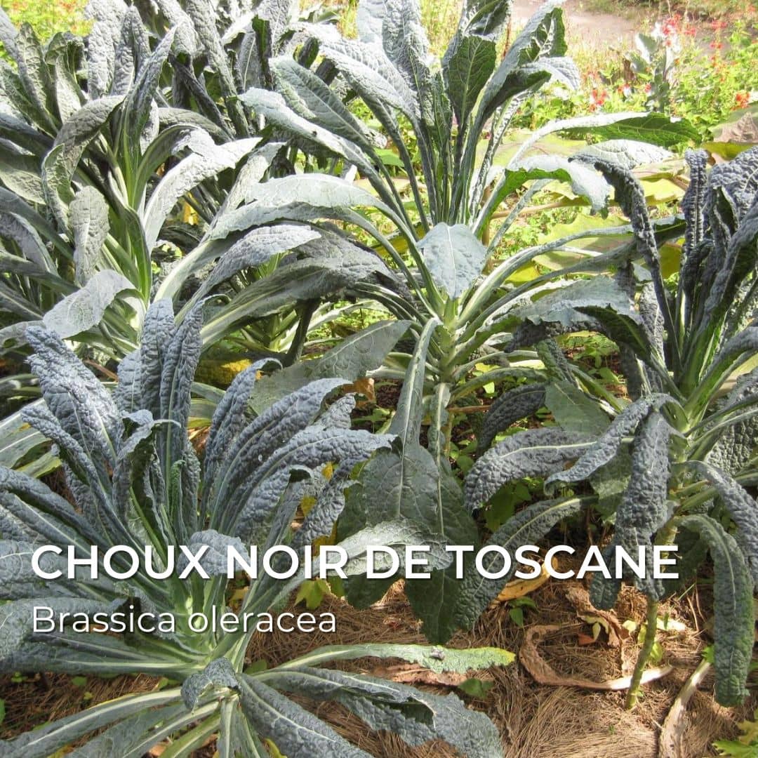 Choux noir de toscane Brassica oleracea à semer avec monde vegetal