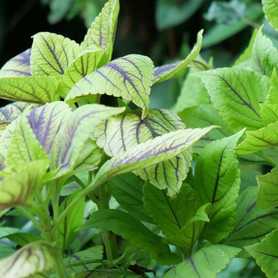 Coleus blumei comment planter et cultiver 