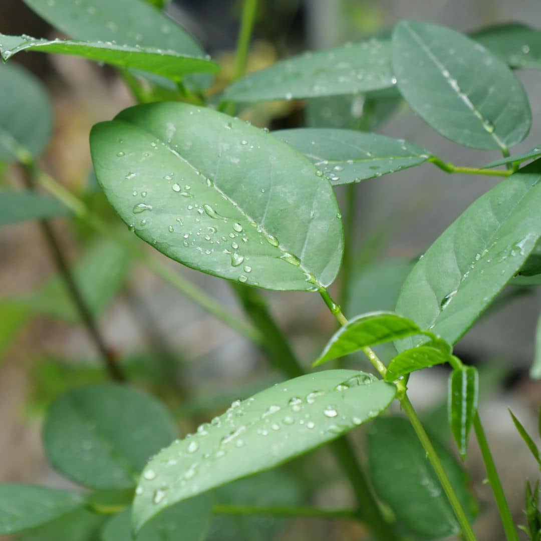 Comment cultiver Erythrina crista galli en pot ou en pleine terre