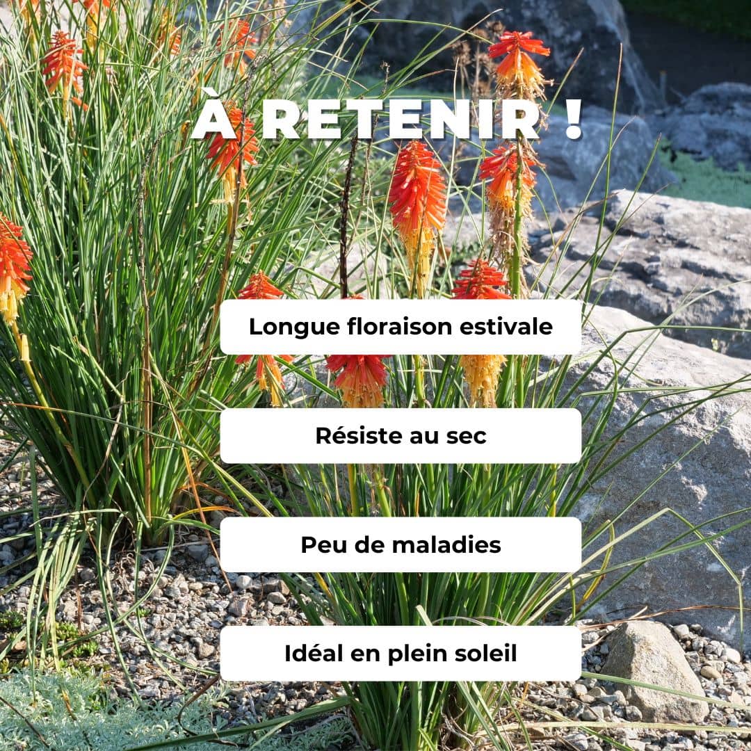 Comment cultiver Kniphofia uvaria avec tous les conseils de monde vegetal