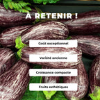 Comment cultiver des graines d'aubergine Listada de Gandia monde vegetal