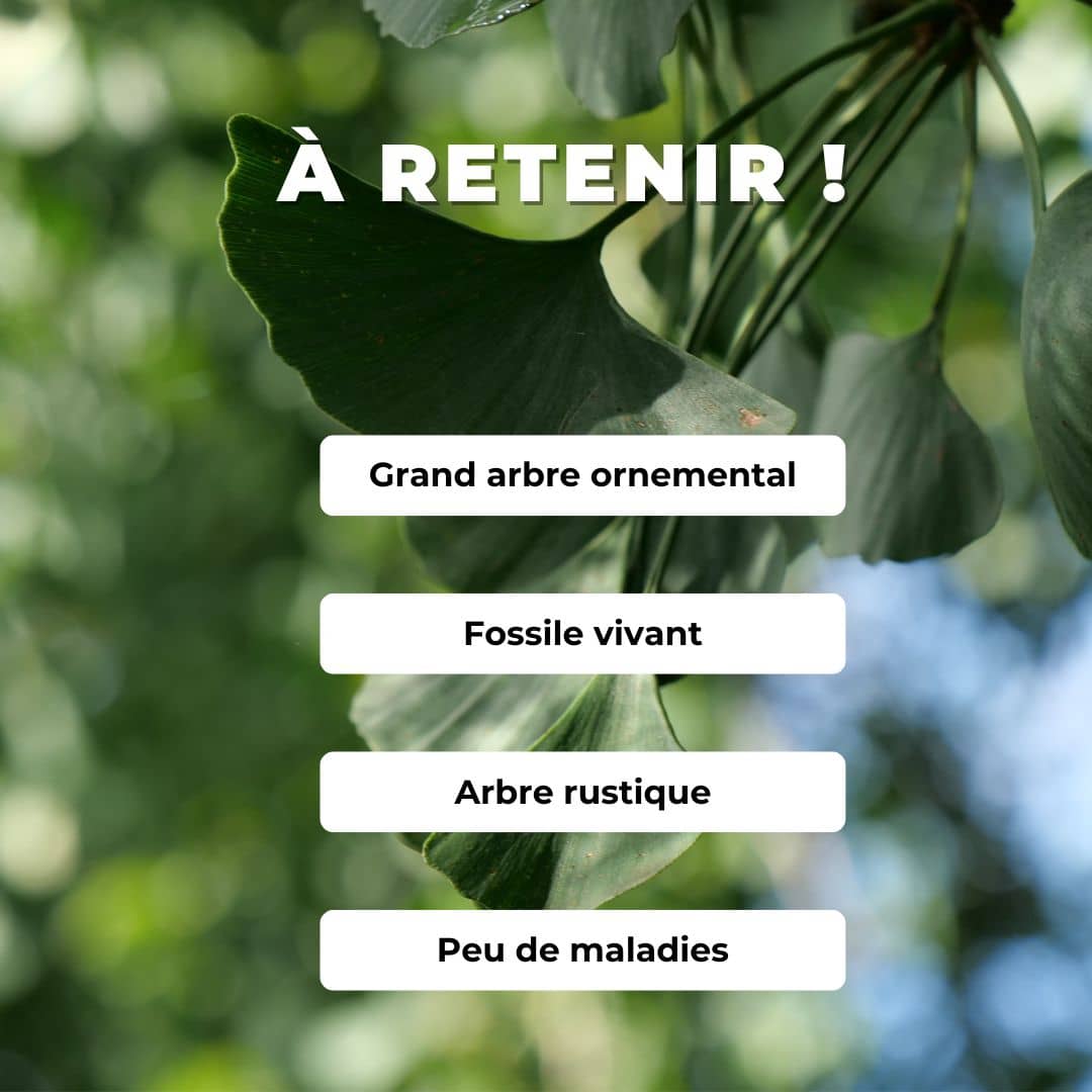 Comment cultiver et faire germer des graines de Ginkgo biloba monde végétal