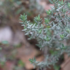 Comment cultiver facilement son plant de thym commun thymus vulgaris avec les conseils de culture de monde vegetal