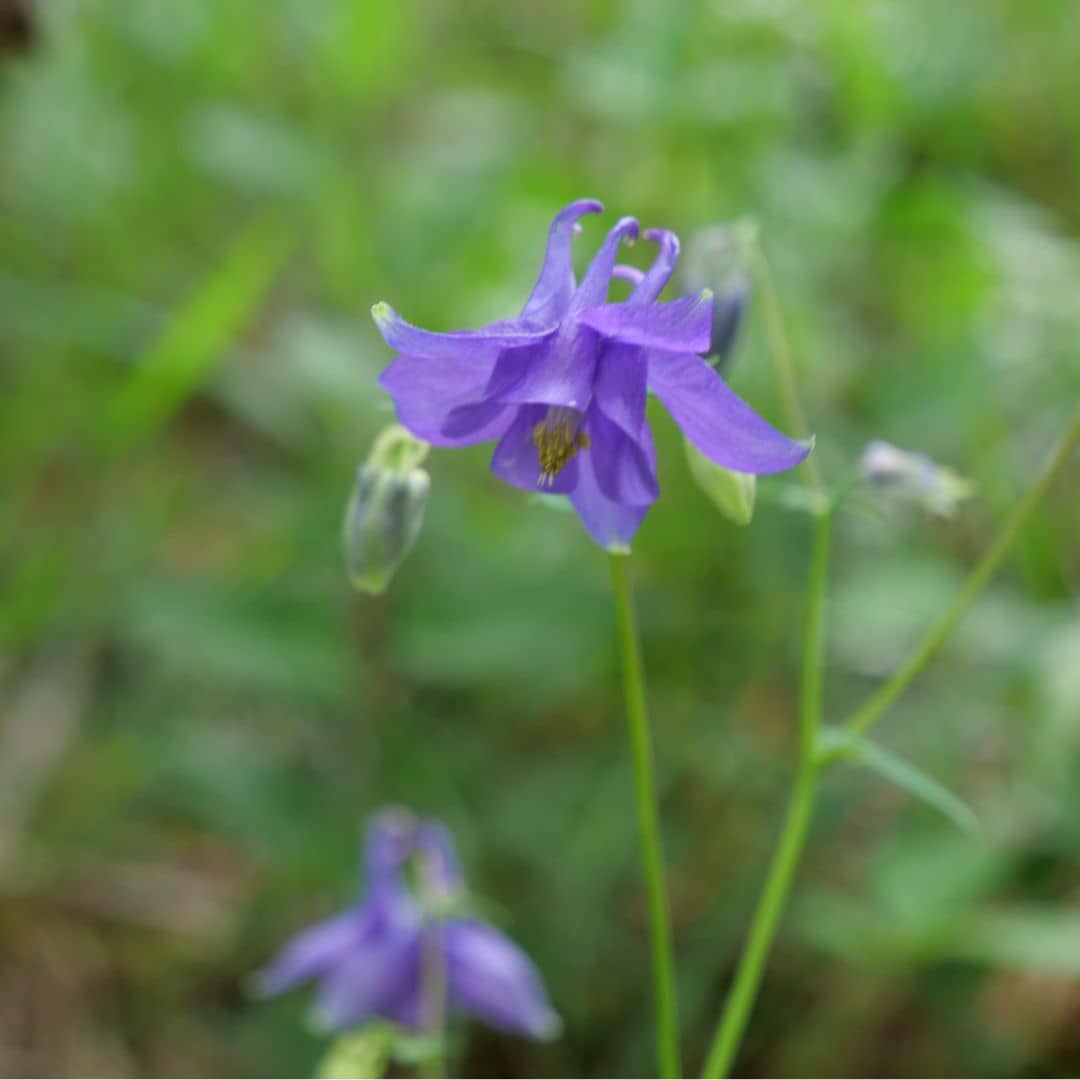 Comment cultiver l'Ancolie vulgaire à partir de graines monde vegetal
