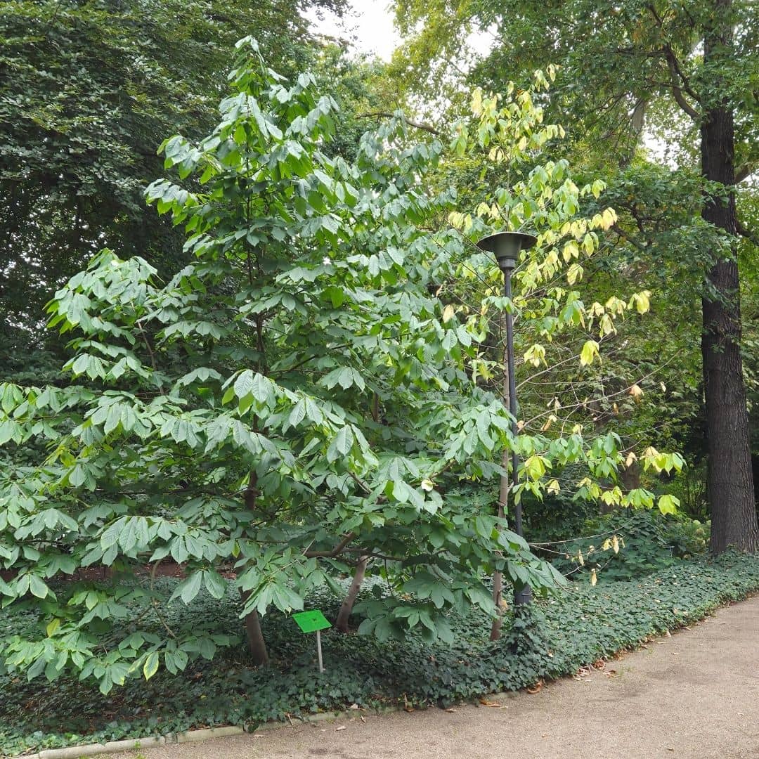 Comment cultiver l’Asimina triloba, asiminier ou mangue du Canada