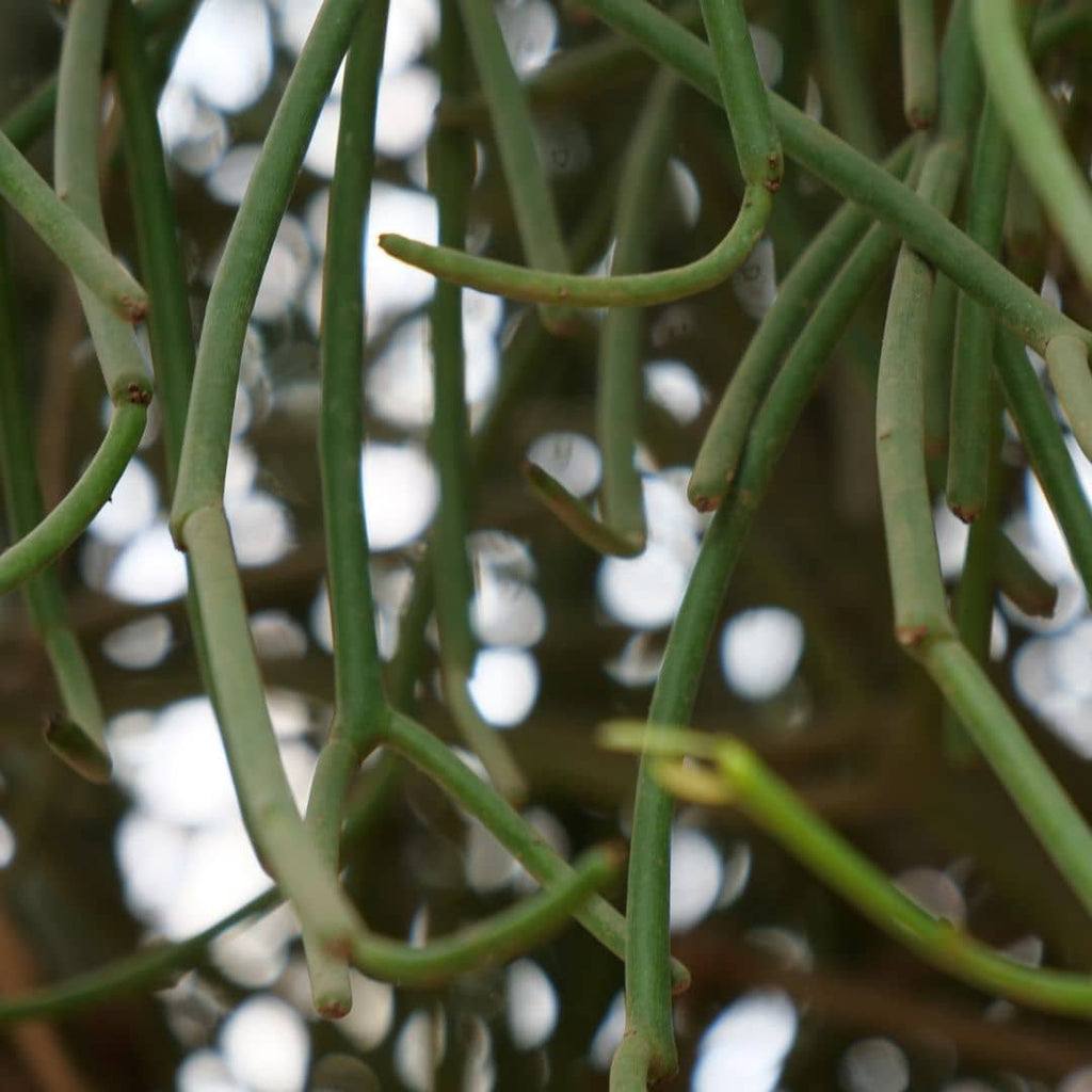 Comment cultiver  l'Euphorbe crayon monde vegetal