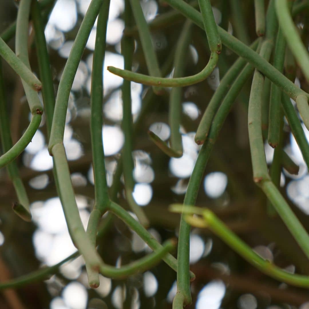 Comment cultiver  l'Euphorbe crayon monde vegetal