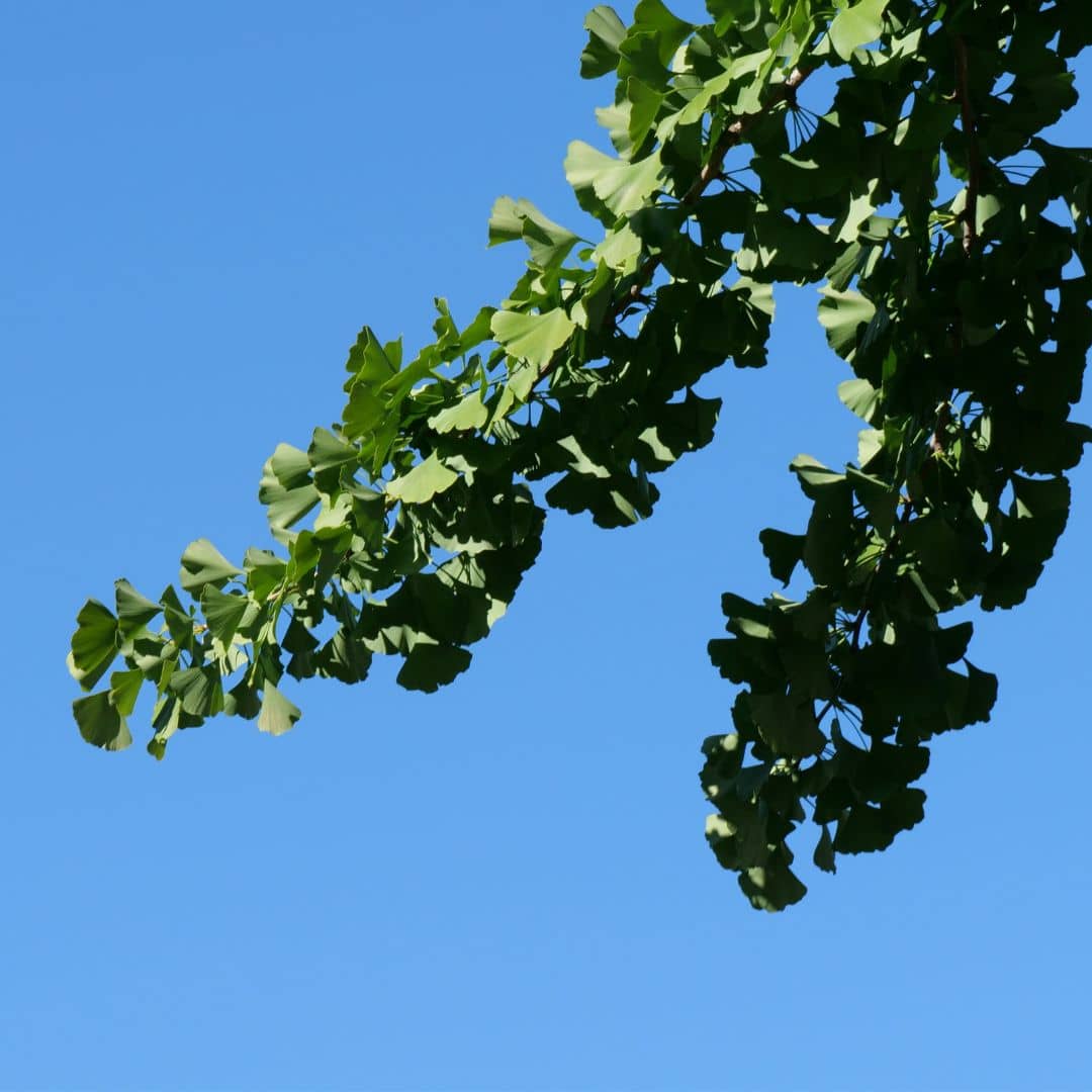 Comment cultiver l'arbre aux quarante écus monde végétal