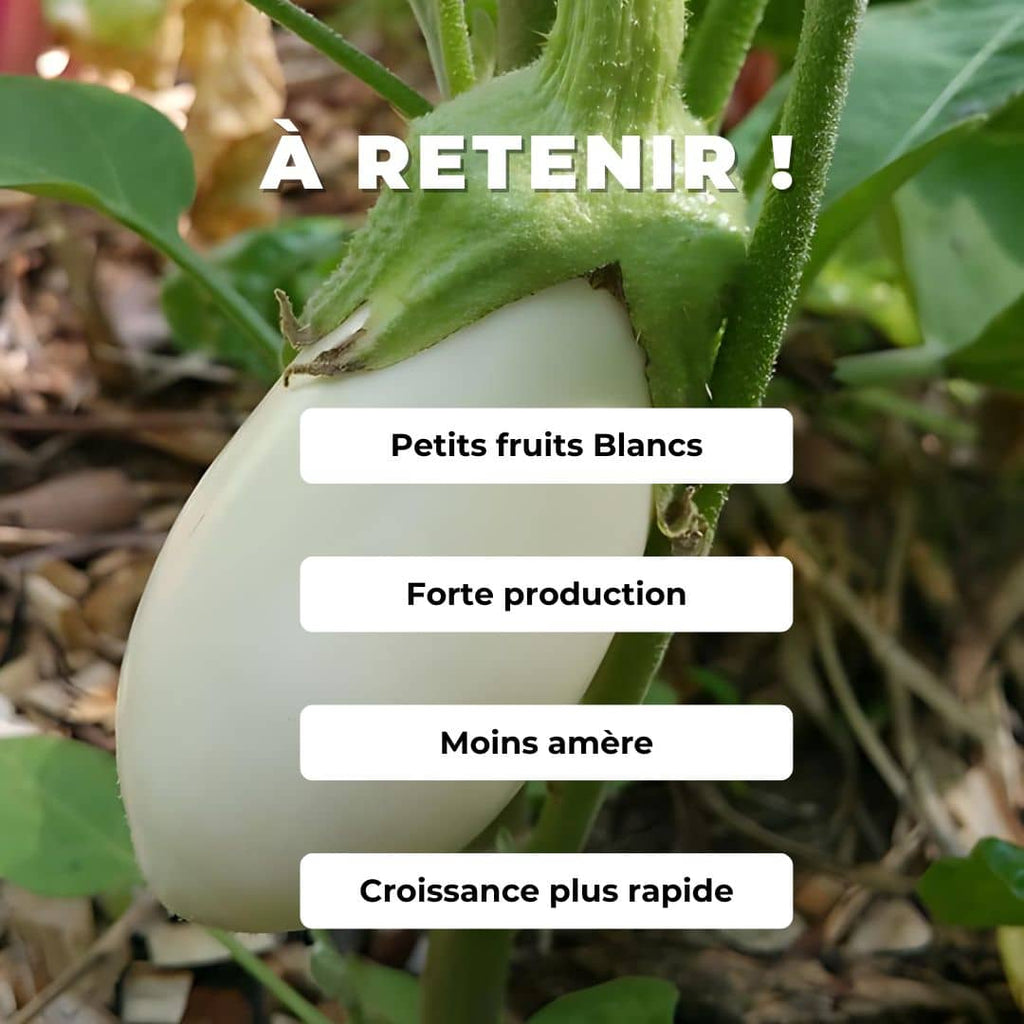 Comment cultiver l'aubergine white egg
