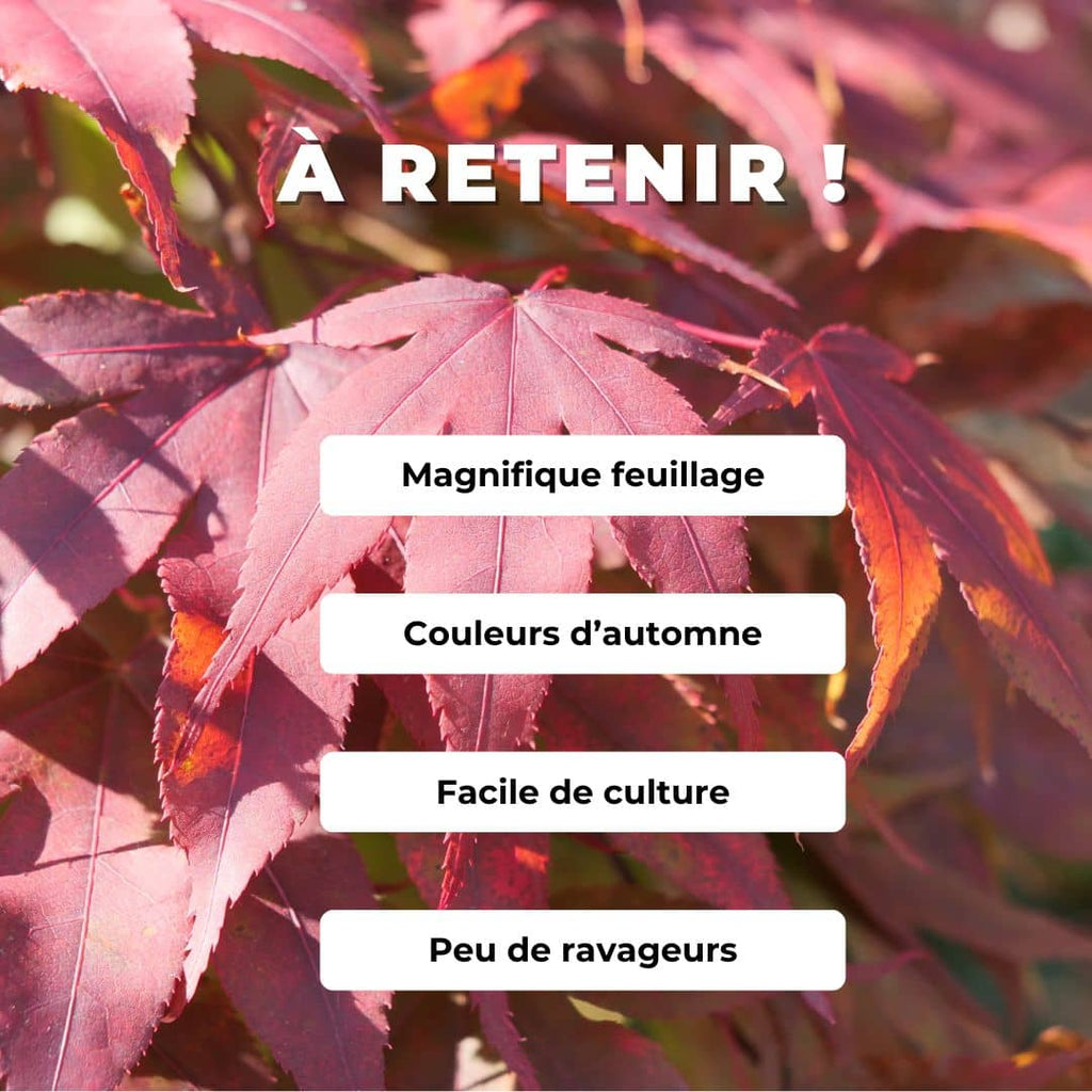 Comment cultiver l'érable du japon acer palmatum artropurpureum