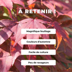 Comment cultiver l'érable du japon acer palmatum artropurpureum