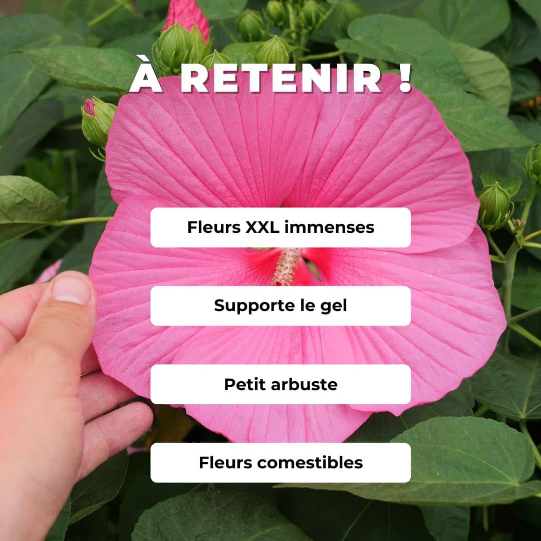 Comment cultiver l'hibiscus des marais hibiscus moscheutos hibiscus à grandes fleurs monde végétal