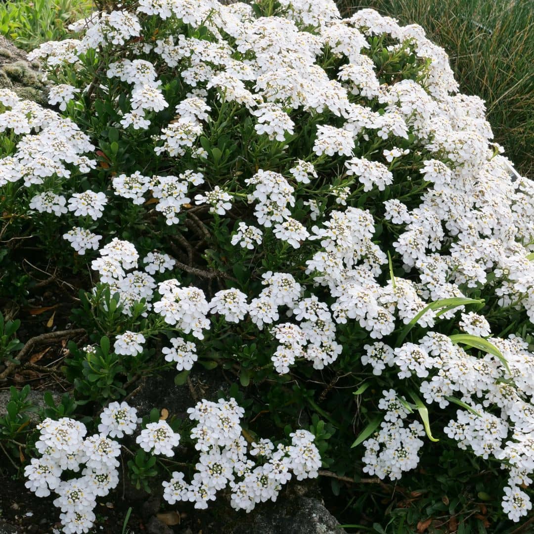 Comment cultiver l'iberis sempervirens comme couvre-sol pour rocaille
