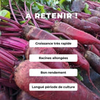 Comment cultiver la betterave cylindra avec monde végétal